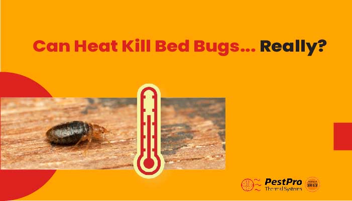 Can Heat kill Bed Bugs