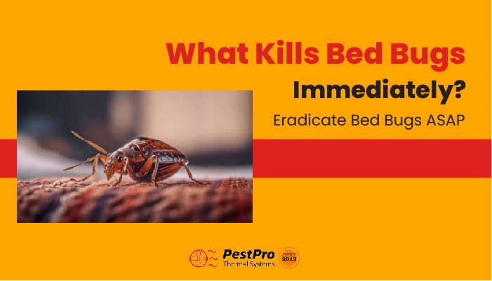 What Kills Bed Bugs Immediately?