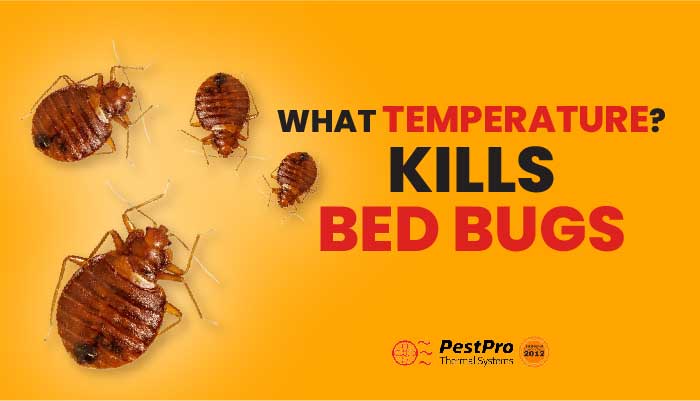 What Temperature Kills Bed Bugs?