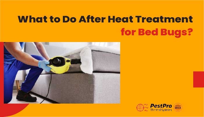 What to Do After Heat Treatment for Bed Bugs